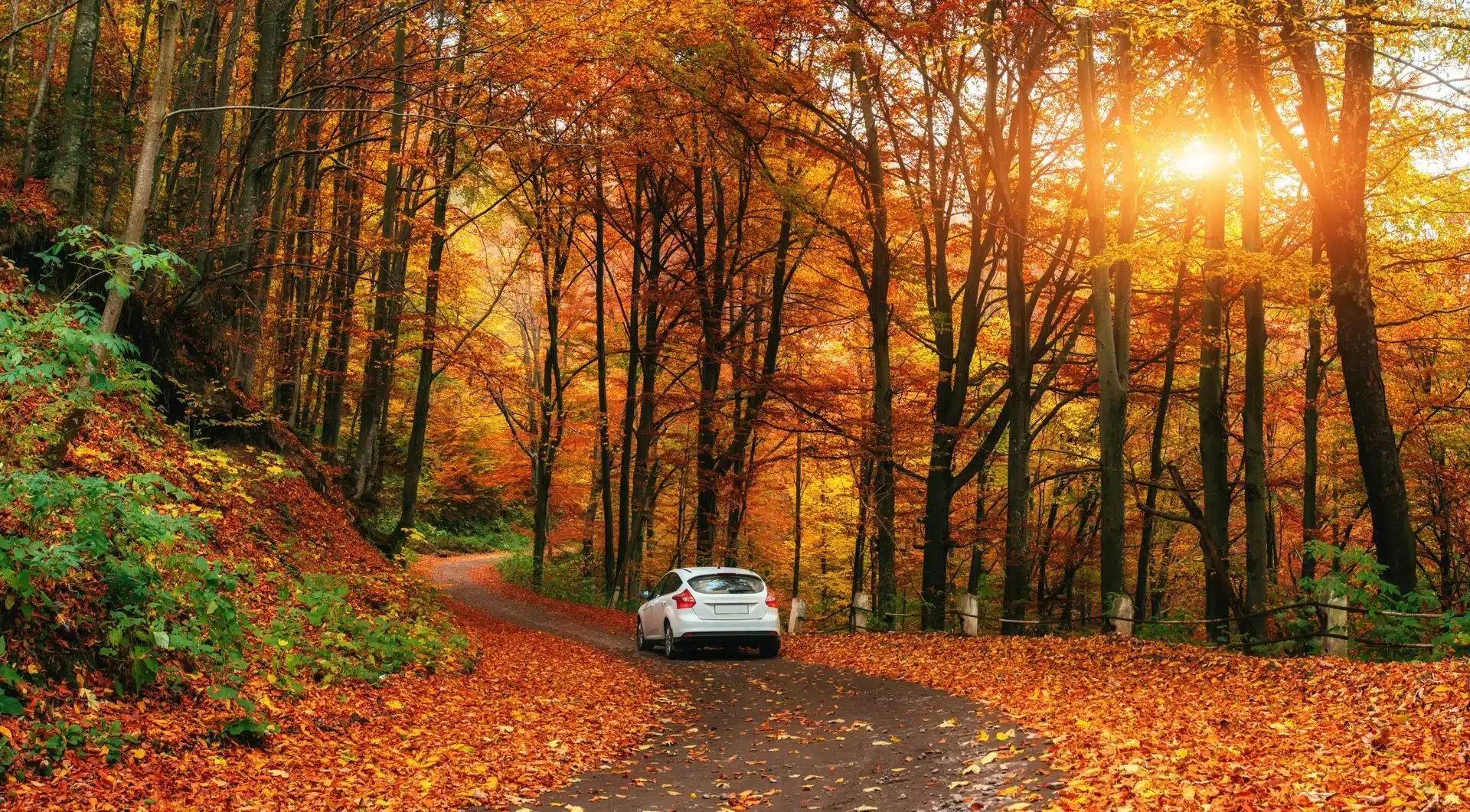 1023 Diesel & Fleet: A car travels down a winding road through a vibrant autumn forest. Sunlight filters through the trees, casting a warm glow. The ground is covered with fallen orange and yellow leaves, creating a picturesque, serene scene.